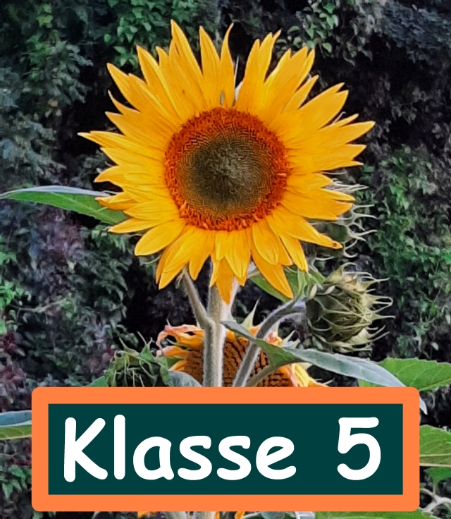 Sonnenblumenbild groß mit Schrift